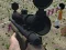 Gêm Sniper Squid Poopy ar-lein