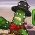 Cactus McCoy Cactus McCoy ar-lein