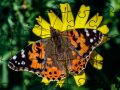 Gêm Plys Pais: Gwanwyn ar-lein