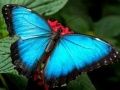 Gêm Pecyn Natur Pelen ar-lein