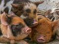 Gêm Pusl gyda Piglet ar-lein