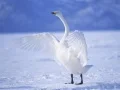 Gêm Ddyfroedd Gracioesol ar-lein Gêm Ddyfroedd Gracioesol ar-lein