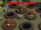 Gêm Curo'r mole ar-lein