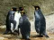 Gêm Puzzle Brenhines Penguin ar-lein