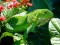 Gêm Iguana Gwyllt ar-lein