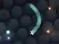Gêm Slither.io ar-lein