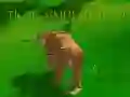 Gêm Simulydd Tiger 3D ar-lein