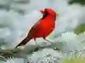 Gêm Pecyn Adar ar-lein Gêm Pecyn Adar ar-lein