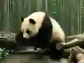 Gêm Puzzle Panda ar-lein Gêm Puzzle Panda ar-lein