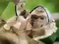 GĂȘm Pecyn Himpans ar-lein GĂȘm Pecyn Himpans ar-lein