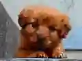 Gêm Pêl-fasgiaid Puppy ar-lein