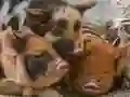 Gêm Pusl gyda Piglet ar-lein