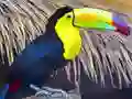 Gêm Pusle Aderyn Toucan ar-lein Gêm Pusle Aderyn Toucan ar-lein