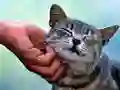Gêm Câth Cuddly ar-lein Gêm Câth Cuddly ar-lein