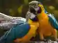 GĂȘm Pecyn Papur Pawb ar-lein GĂȘm Pecyn Papur Pawb ar-lein
