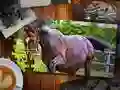Gêm Pecyn Pârth Rhyddfrydedd ar-lein