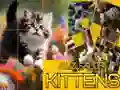 Gêm Pecyn Cŵn Llithrig ar-lein