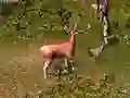 Gêm Helwyr Stag ar-lein Gêm Helwyr Stag ar-lein