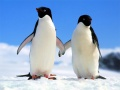 Gêm Pecyn Pingu ar-lein