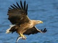 Gêm Slithro Aves Cadwyn ar-lein