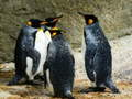 Gêm Puzzle Brenhines Penguin ar-lein