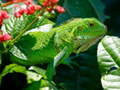 Gêm Iguana Gwyllt ar-lein
