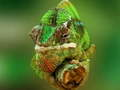 Gêm Pecyn Chameleon ar-lein